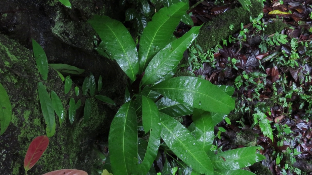 热带雨林中的蕨叶视频素材