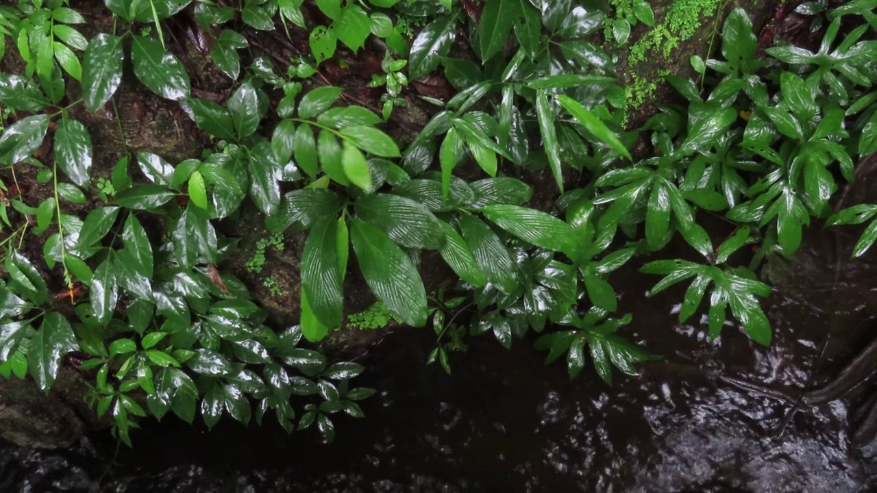 热带雨林中的蕨叶视频素材