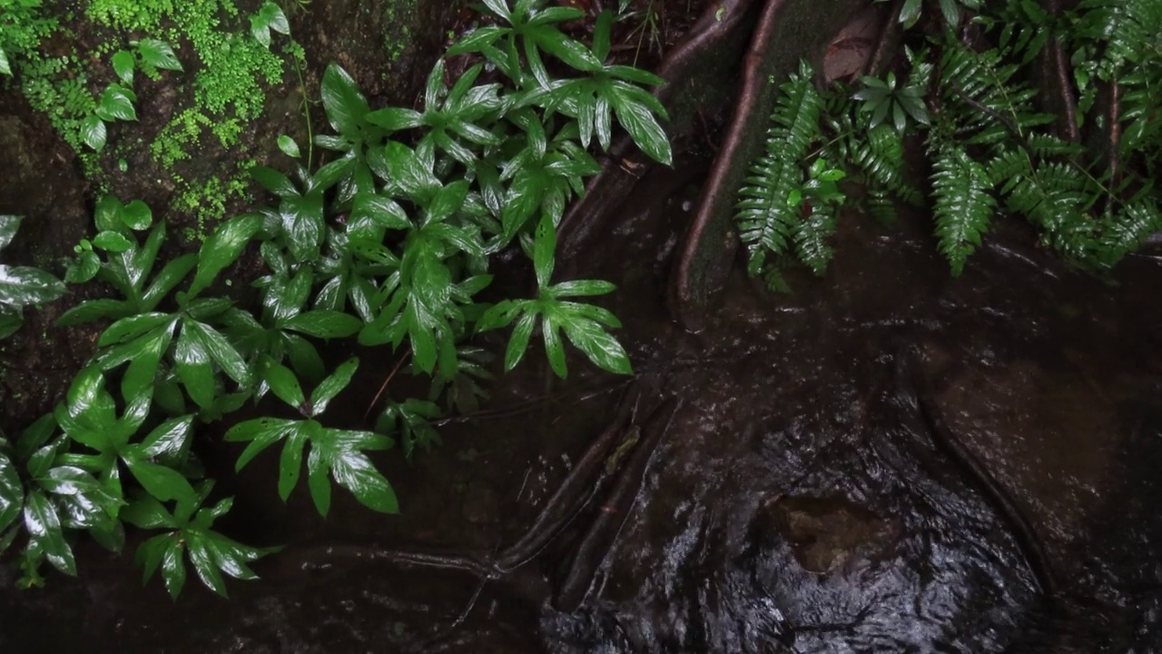 热带雨林中的蕨叶视频素材