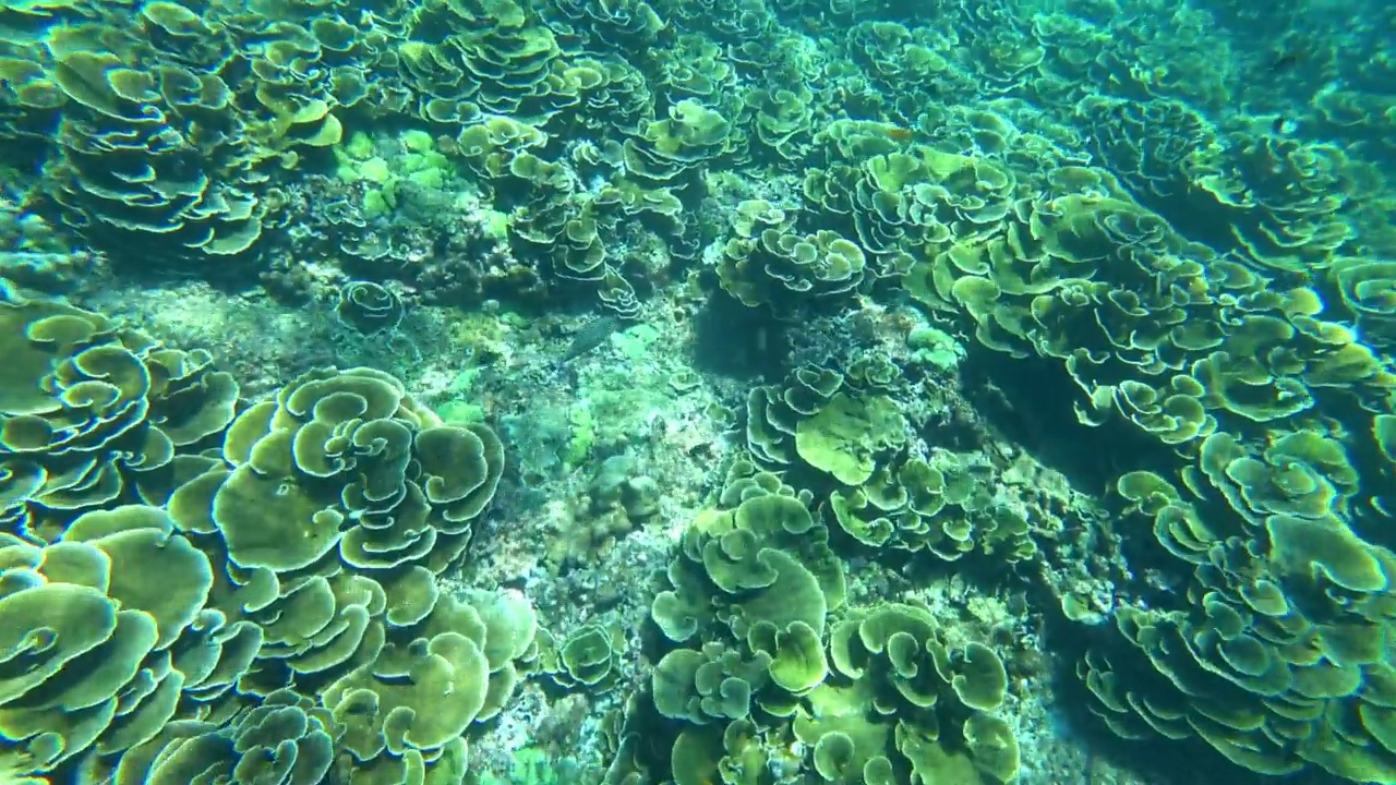 在安达曼海浮潜。珊瑚是死亡视频素材