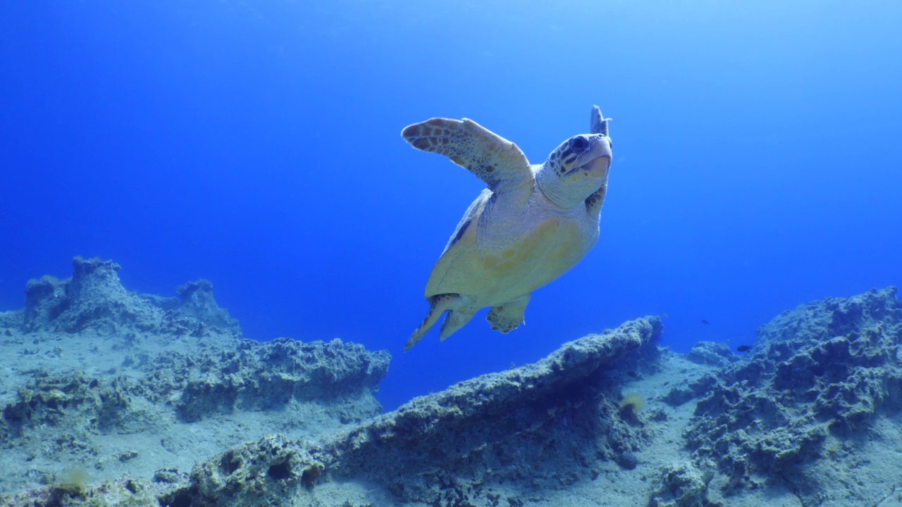 海龟水下游慢海风景碧水视频素材