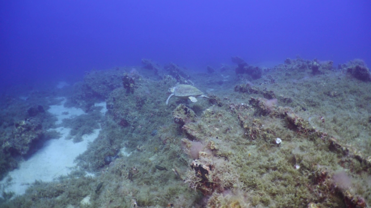 海龟水下游慢海风景碧水视频素材