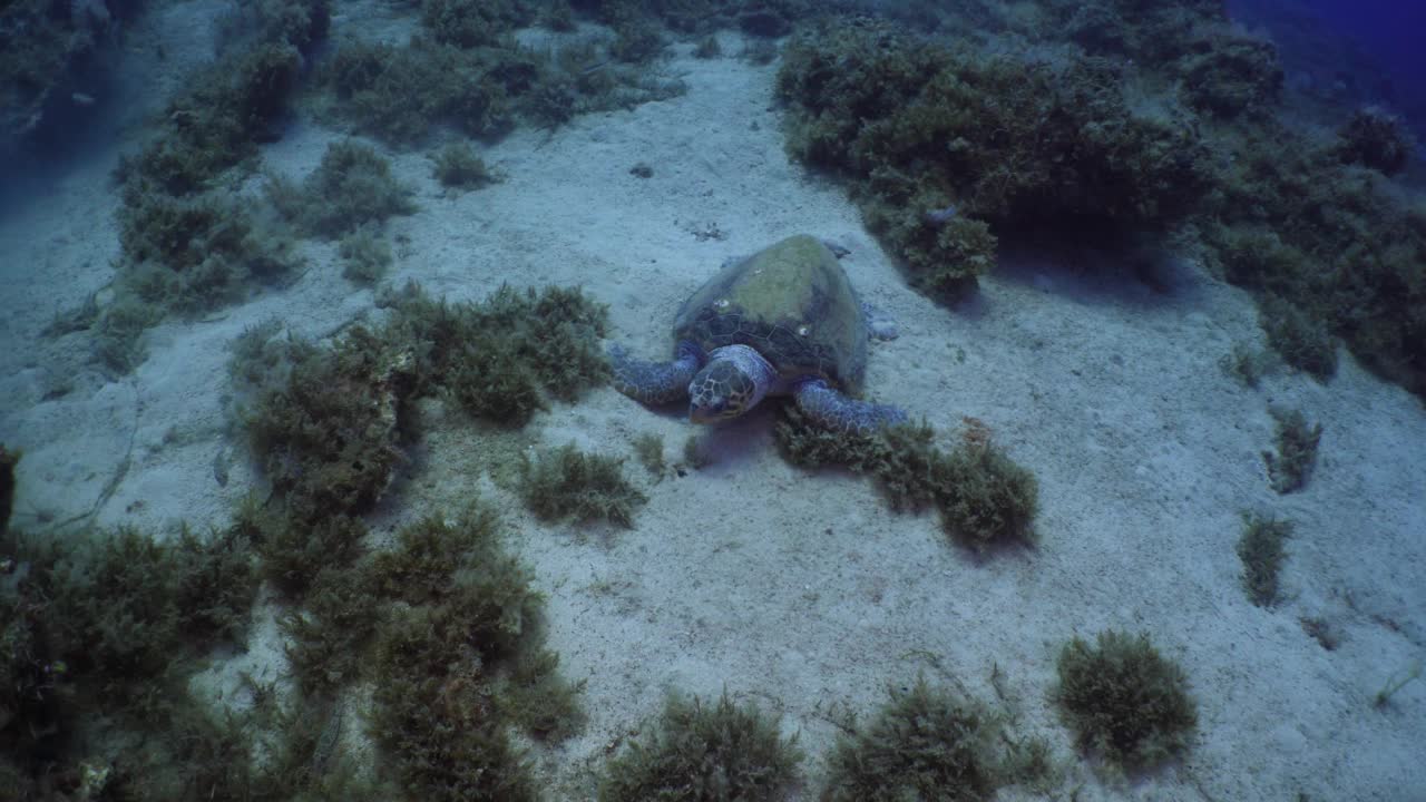 海龟在水下进食，游向镜头特写视频下载