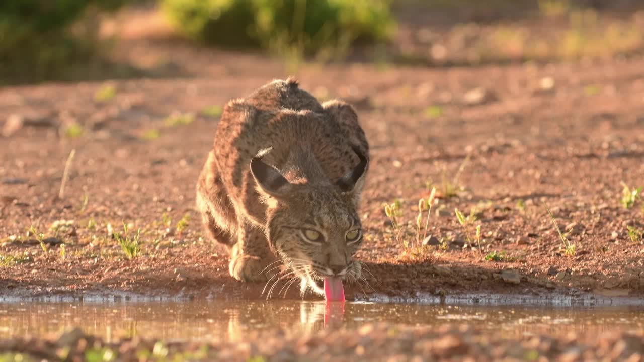 伊比利亚猞猁，猞猁，在池塘里喝水视频素材