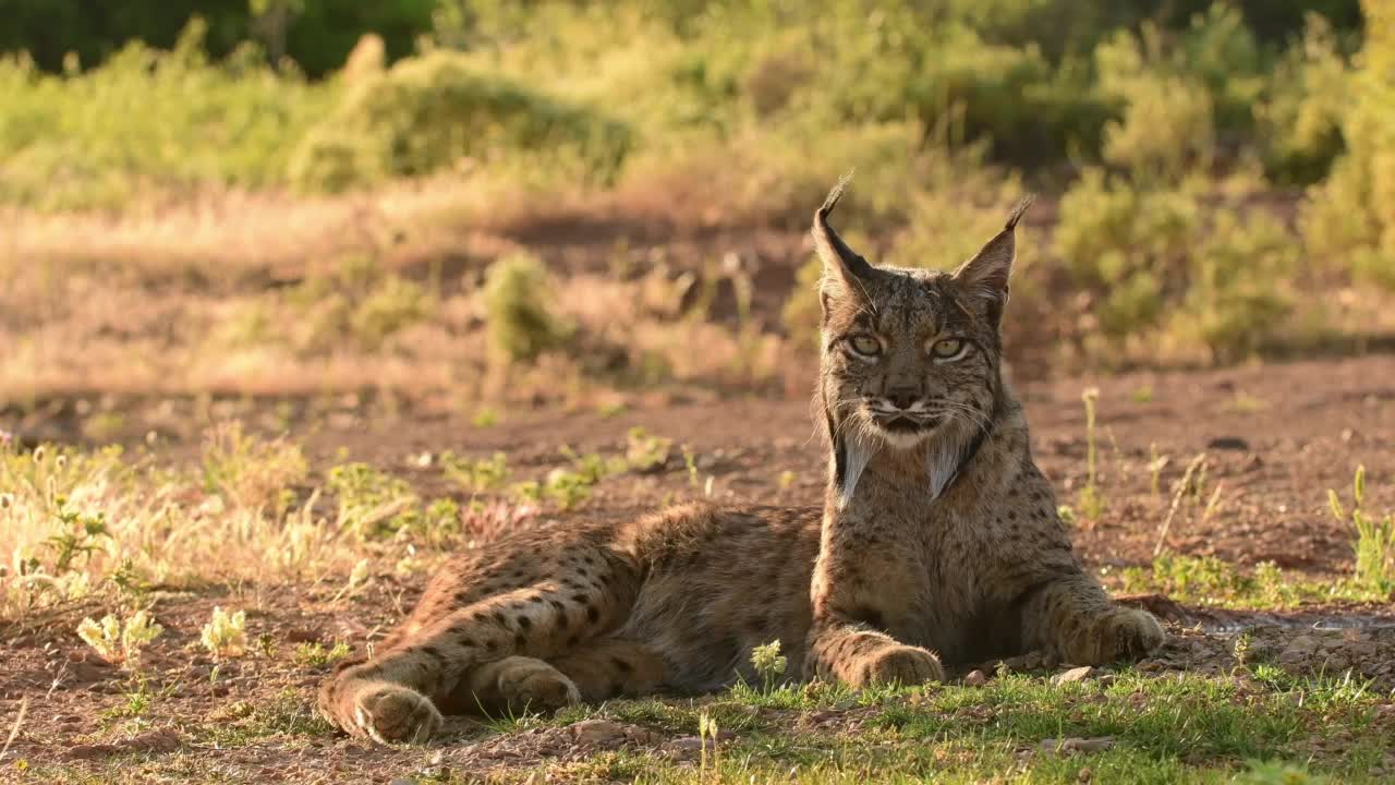 伊比利亚猞猁，长尾猞猁，在草地上休息。视频素材