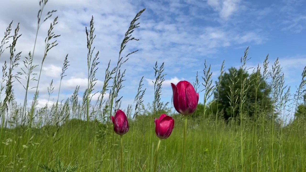 红色的郁金香花在绿色的草地和蓝天白云。大自然美丽的夏天。田园的风景。风和日丽的草坪。视频素材