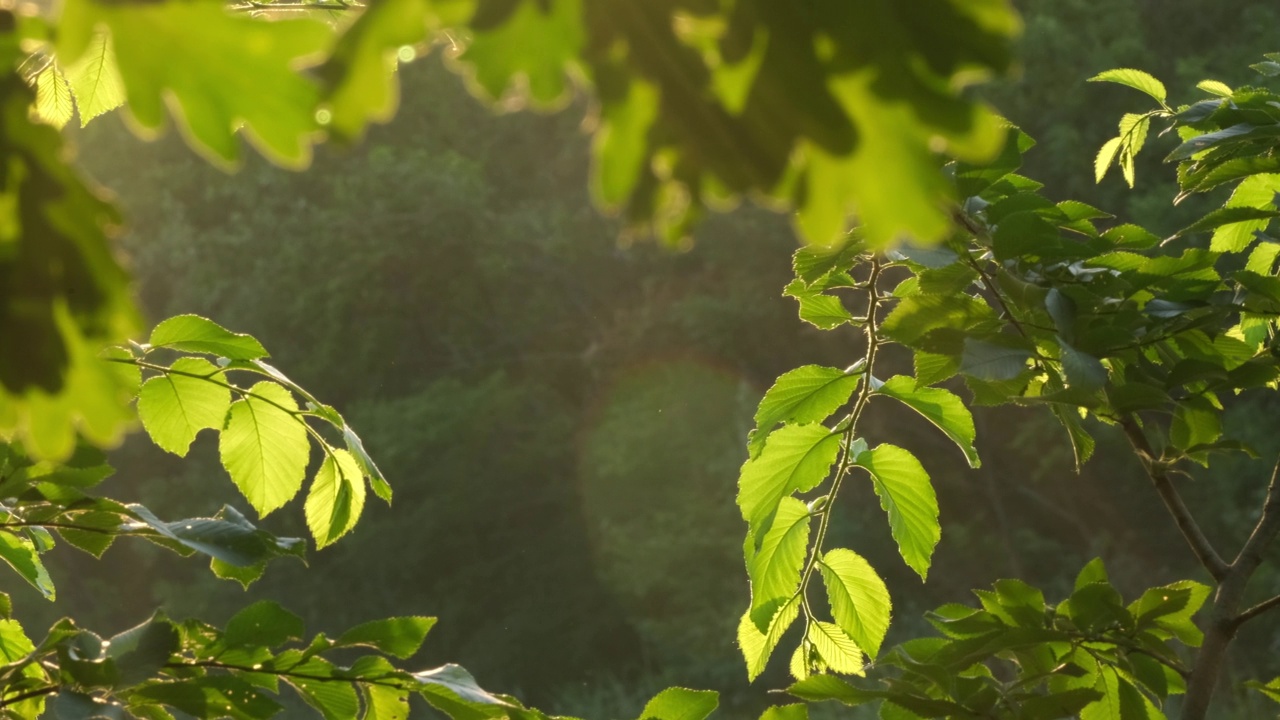 树上的绿叶随风摇曳，倒映在水中，阳光透过树叶照射进来。夏天或春天的早晨，河水会浮上水面。森林中自然的宁静与自然之美。景观视频素材