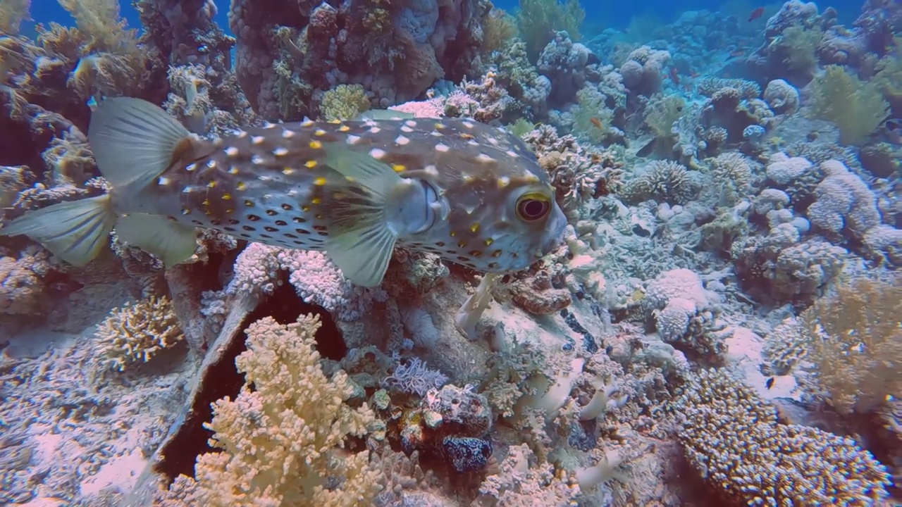 埃及红海黄斑Burrfish (Cyclichthys spilostylus)的4k视频视频素材