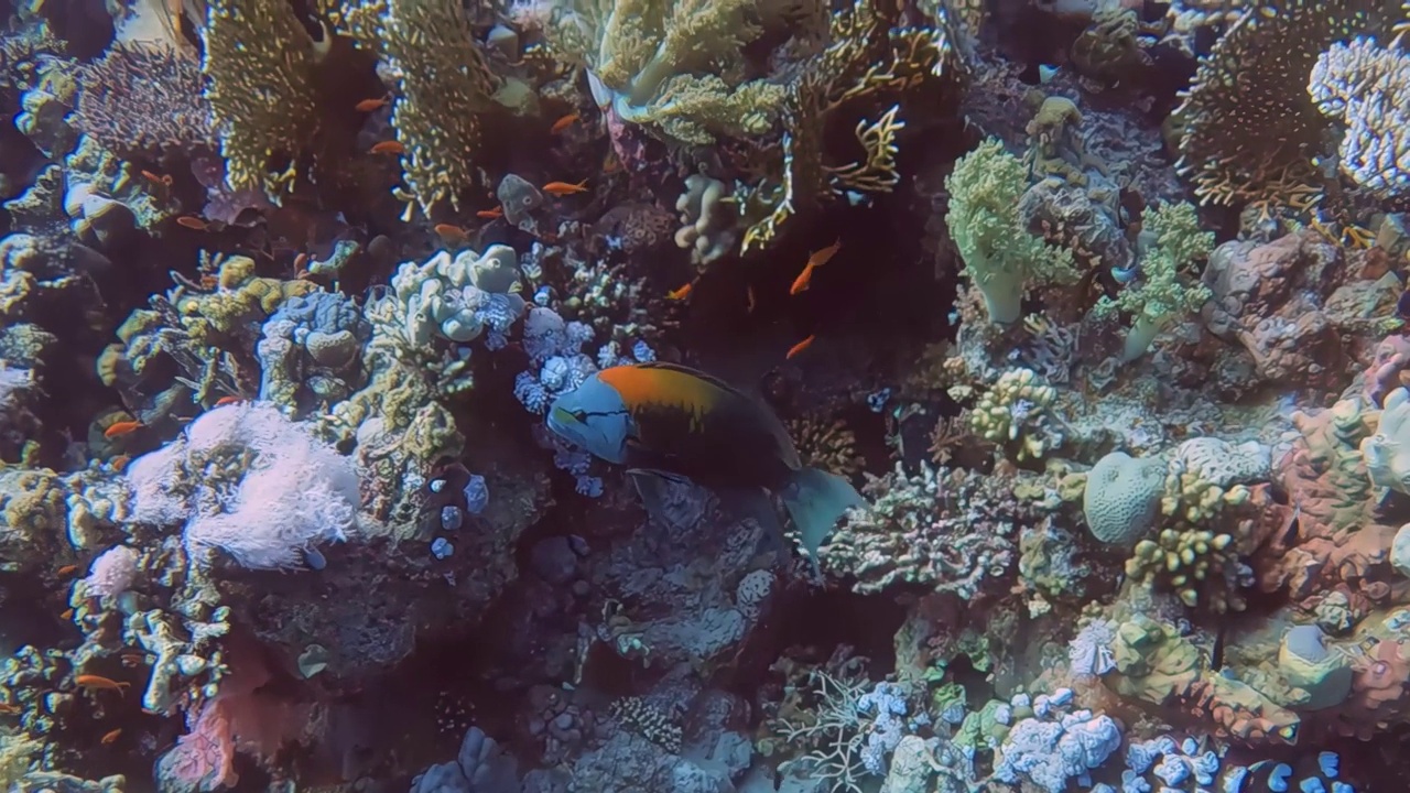 埃及红海的Slingjaw Wrasse (Epibulus insidiator)的4k视频视频素材