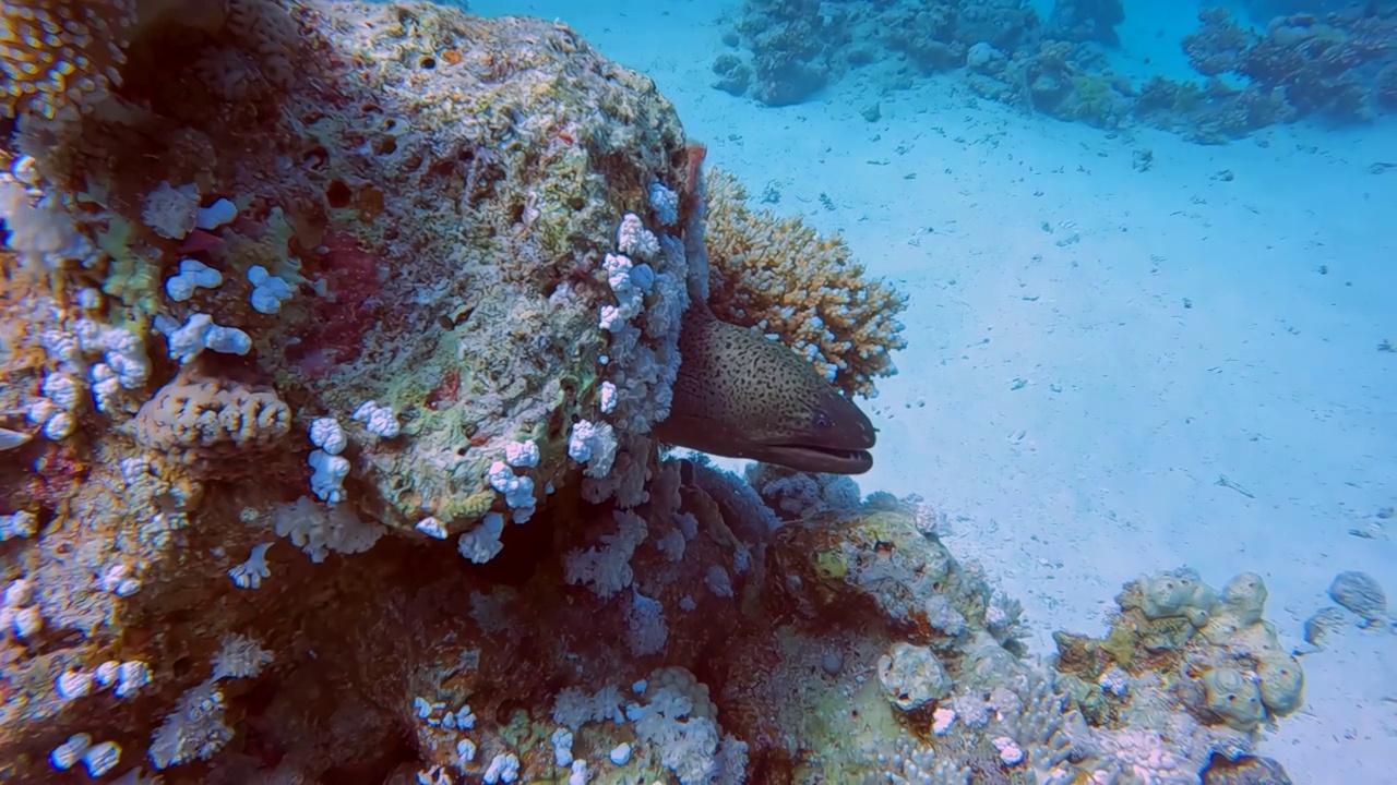 埃及红海巨型海鳗(Gymnothorax javanicus)的4k视频视频素材