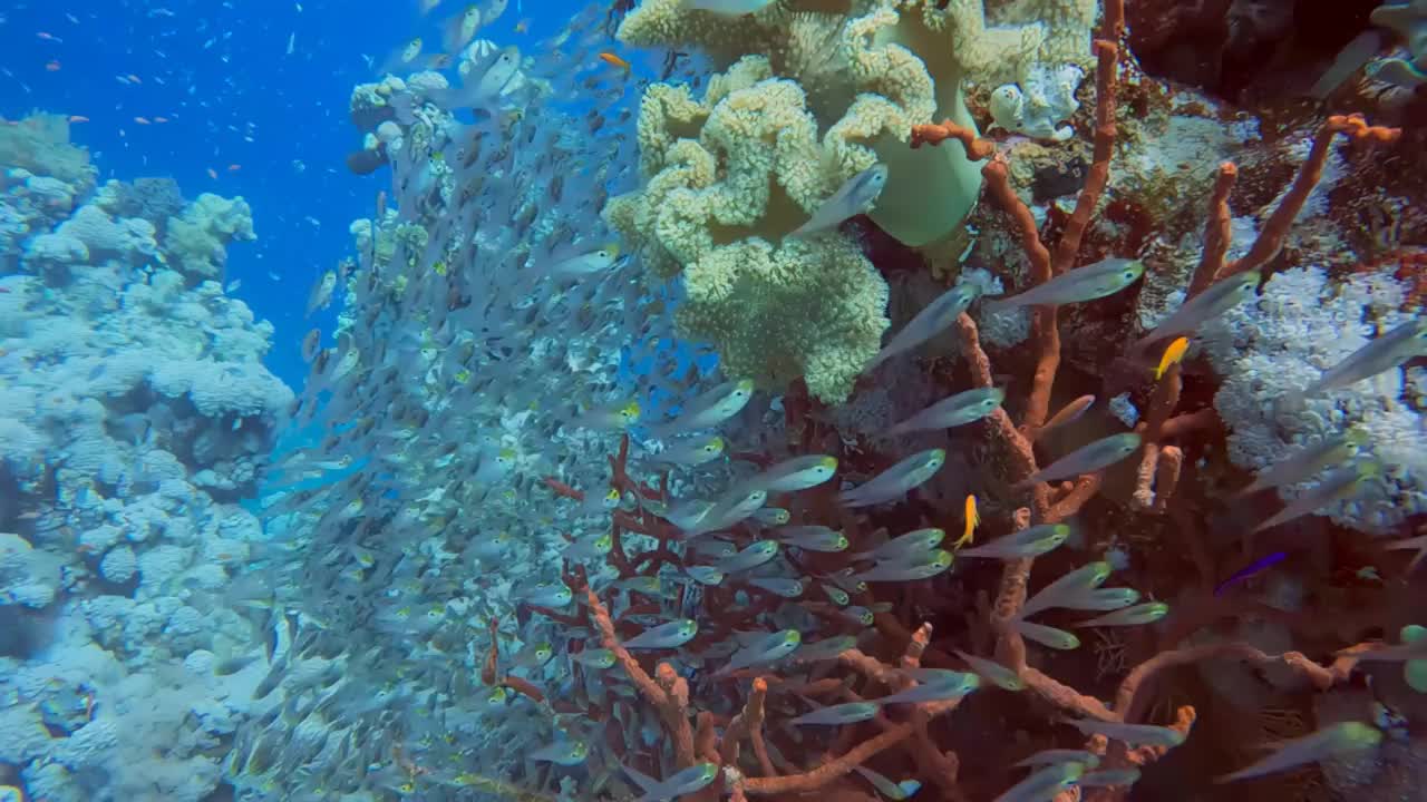 在红海，埃及，侏儒清扫者又名Glassfish (parapriacanthus ransonneti)的4k视频视频素材