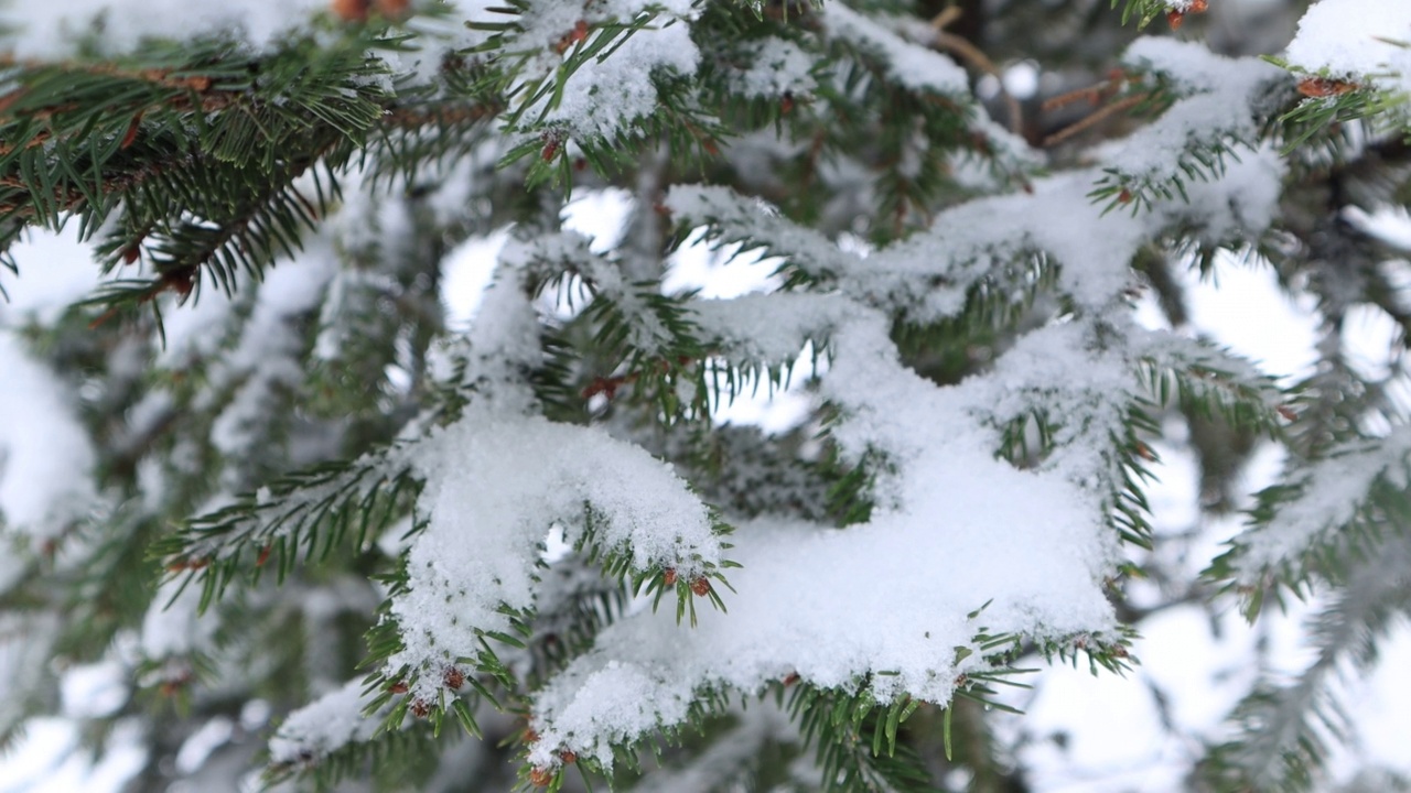 雪花落在圣诞树的树枝上。4 k的决议视频素材