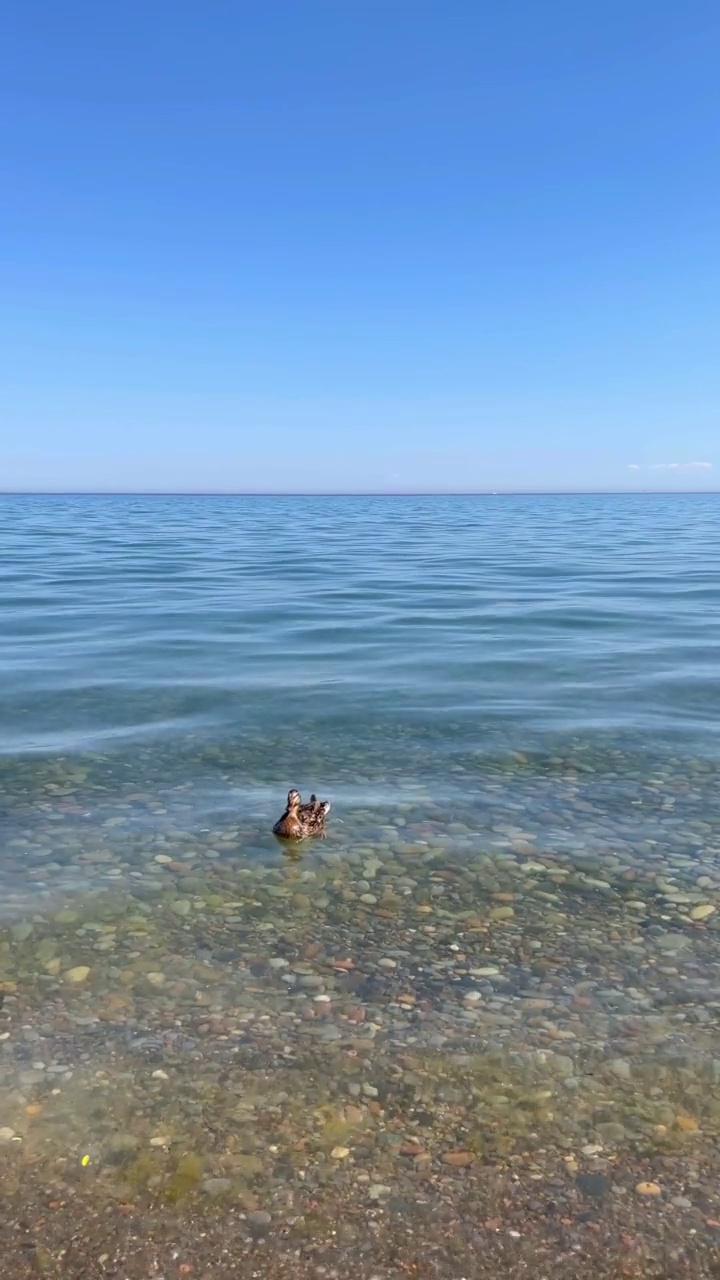 一只鸭子在湖岸上游泳视频下载