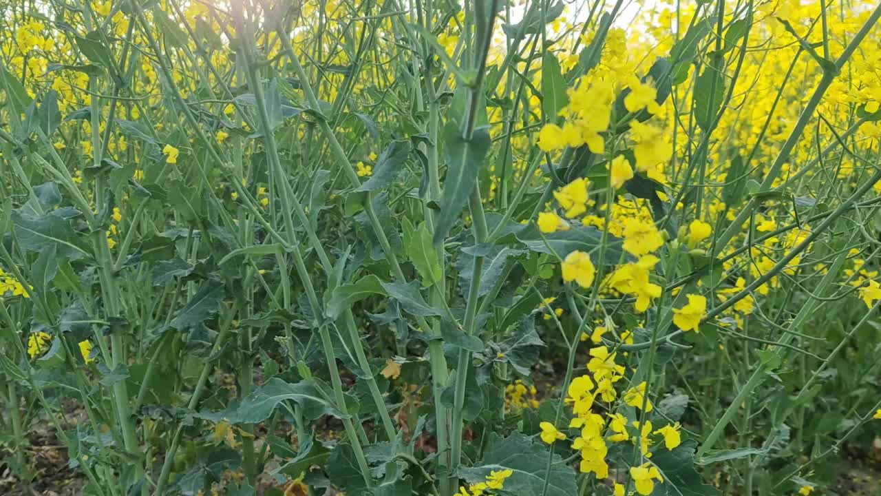 阳光明媚的蓝天映衬着一片黄色的油菜籽地。视频素材