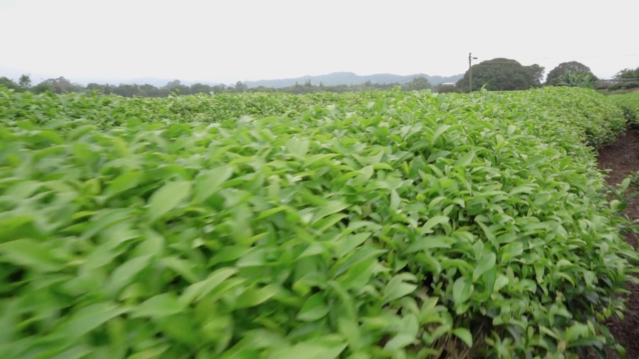 茶园里生长的新鲜茶叶视频素材