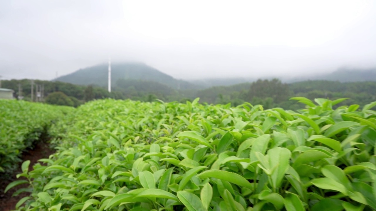 茶视频素材