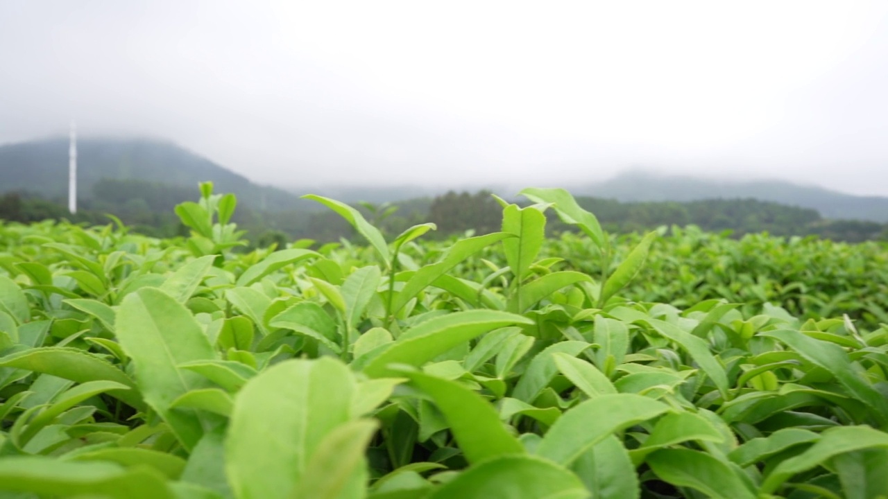 茶视频素材