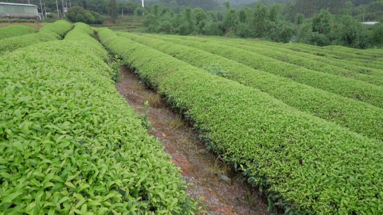 雨后的绿茶园视频素材