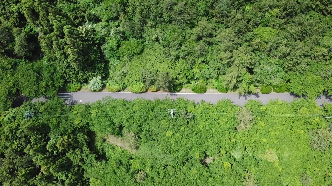 道路、小径、森林和木材的风景/西归浦市，济州岛，韩国视频素材