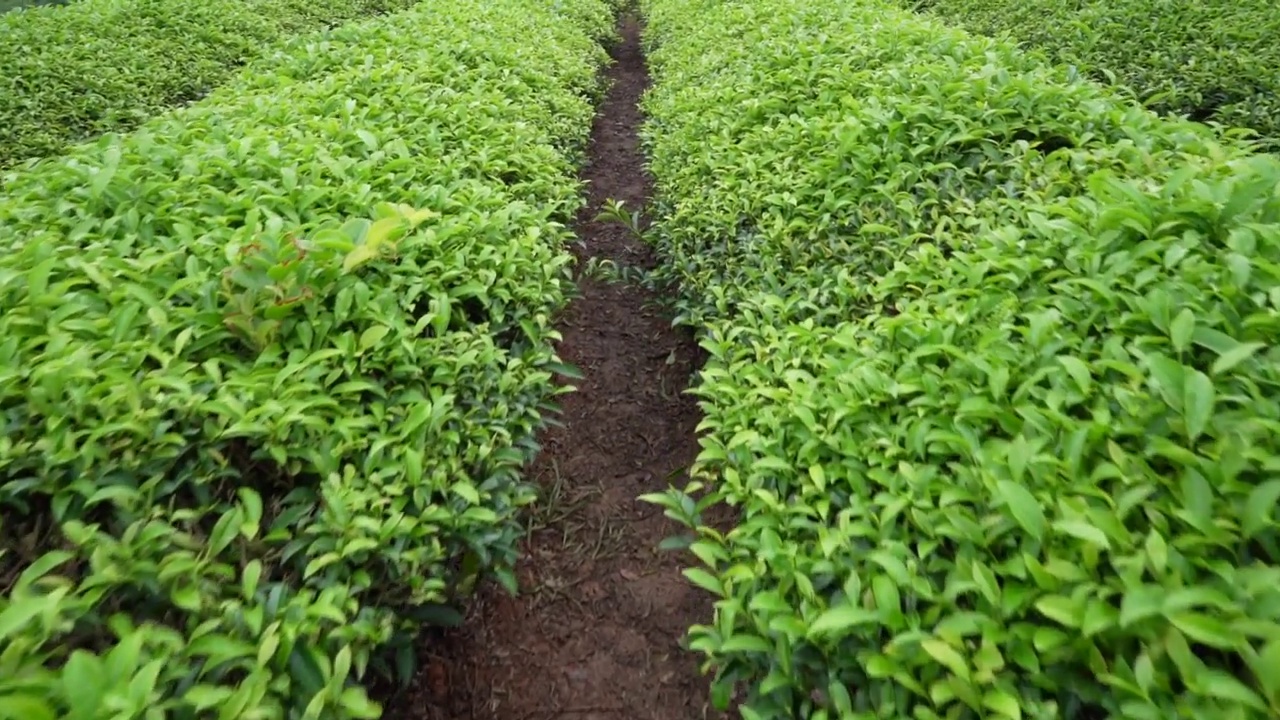 茶园里生长的新鲜茶叶视频素材