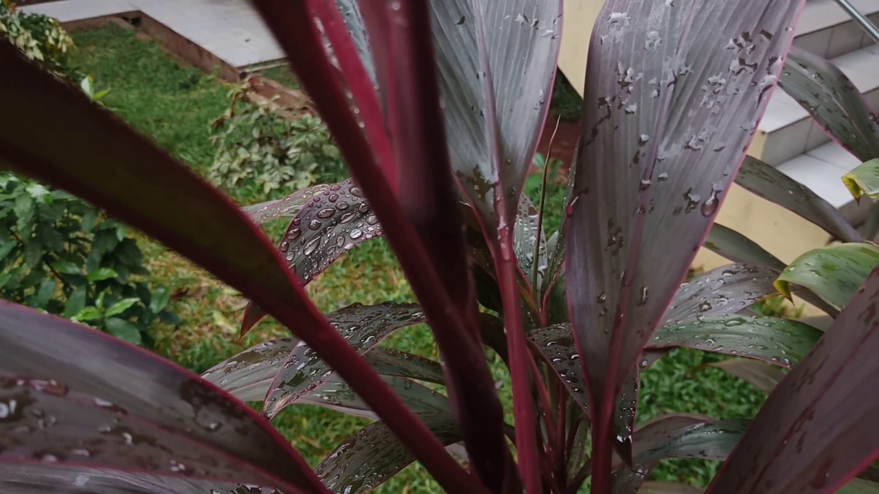 雨后视频素材