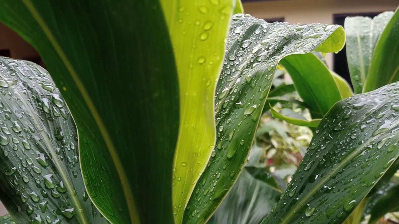 雨后视频素材