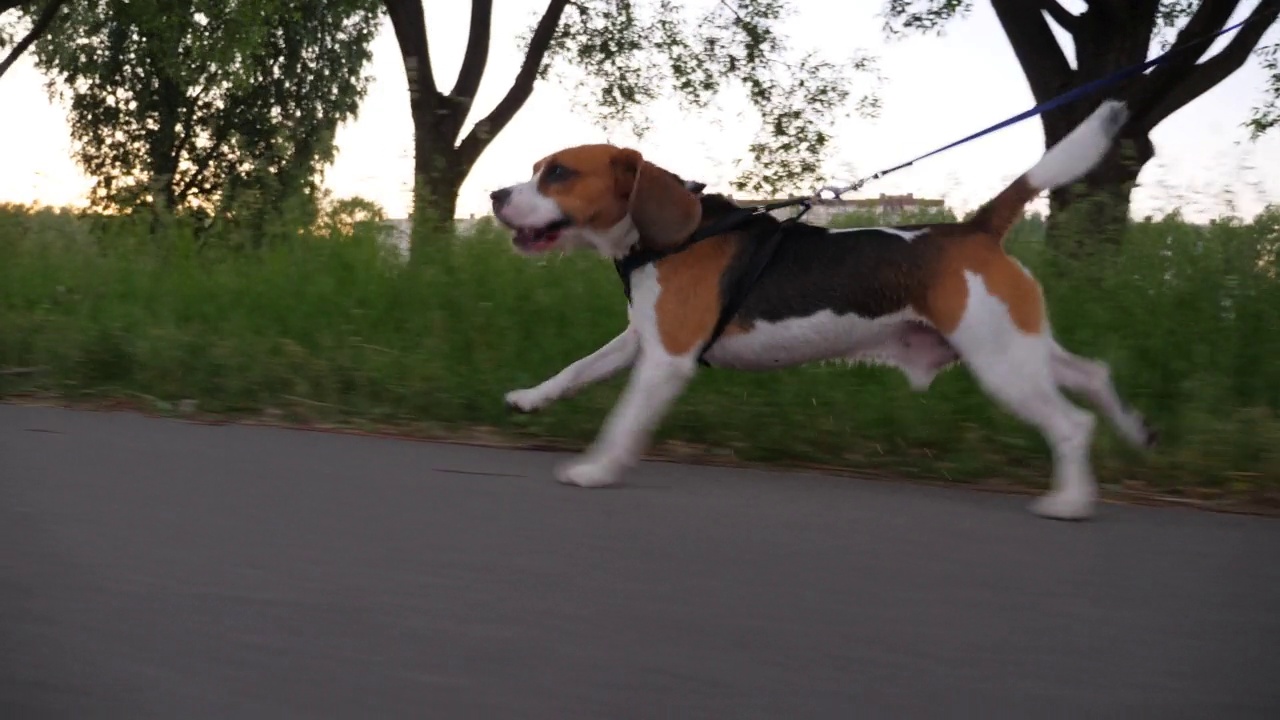 比格犬沿着城市公园的小路奔跑，敏捷的狗的跟踪镜头视频素材