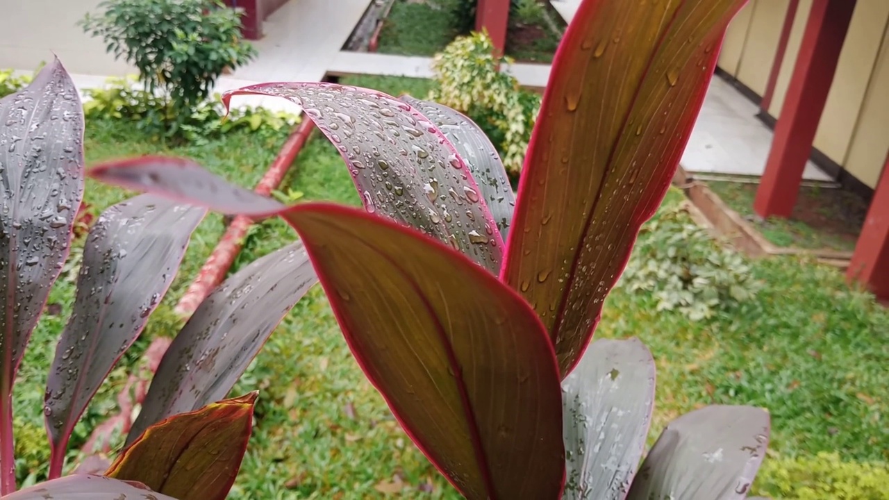 雨后视频素材