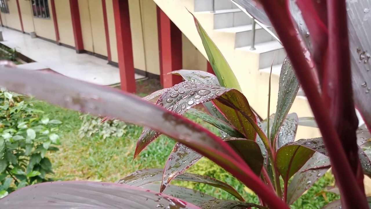 雨后视频素材