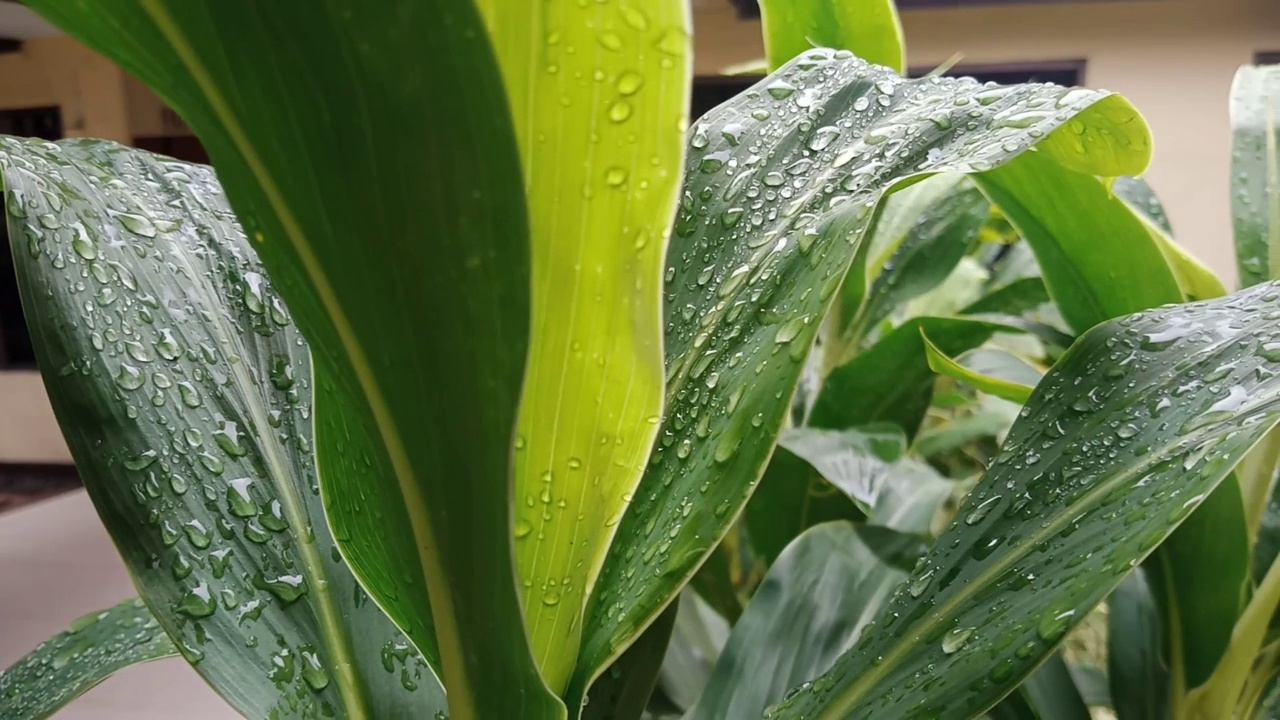 雨后视频素材