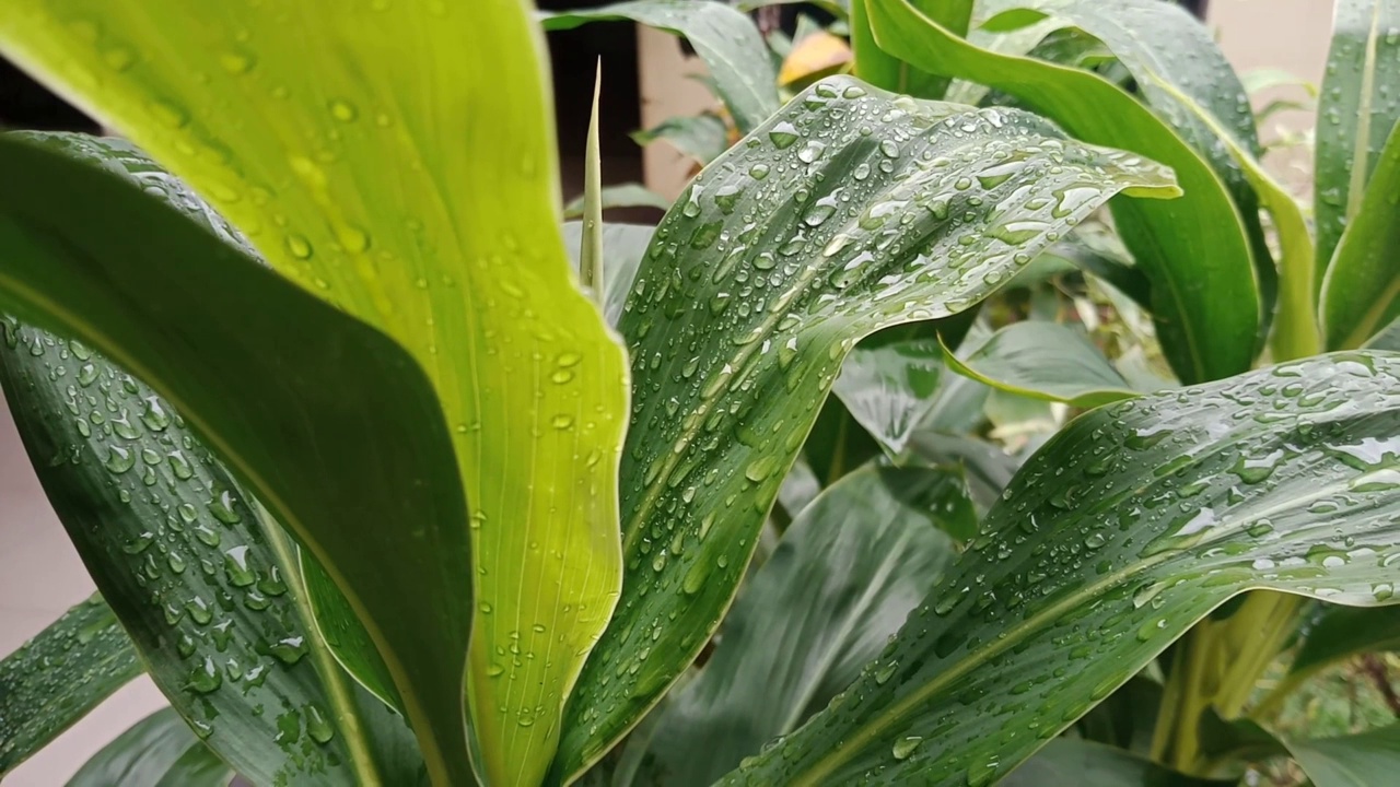 雨后视频素材