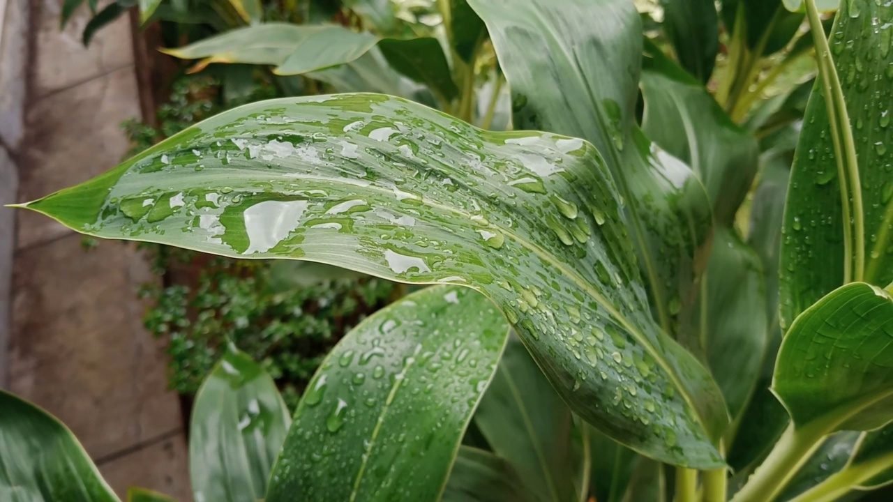 雨后视频素材