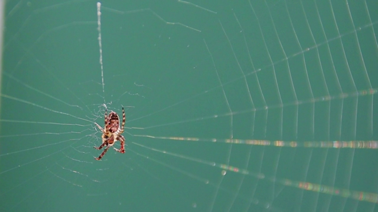 在澳大利亚新南威尔士州悉尼的后院，一只正在网上跳跃的小蜘蛛视频素材