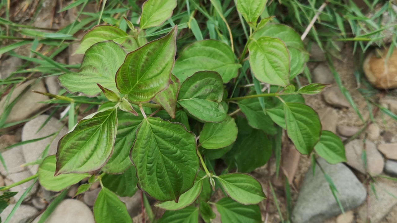 河岸上的小草皮灌木红茱萸视频素材