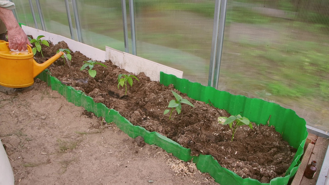 特写喷壶可以浇灌温室里的青椒幼苗。视频素材