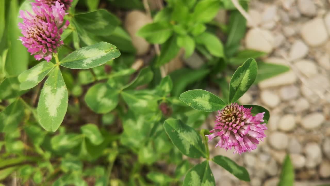 夏天山河岸边的野生三叶草视频素材