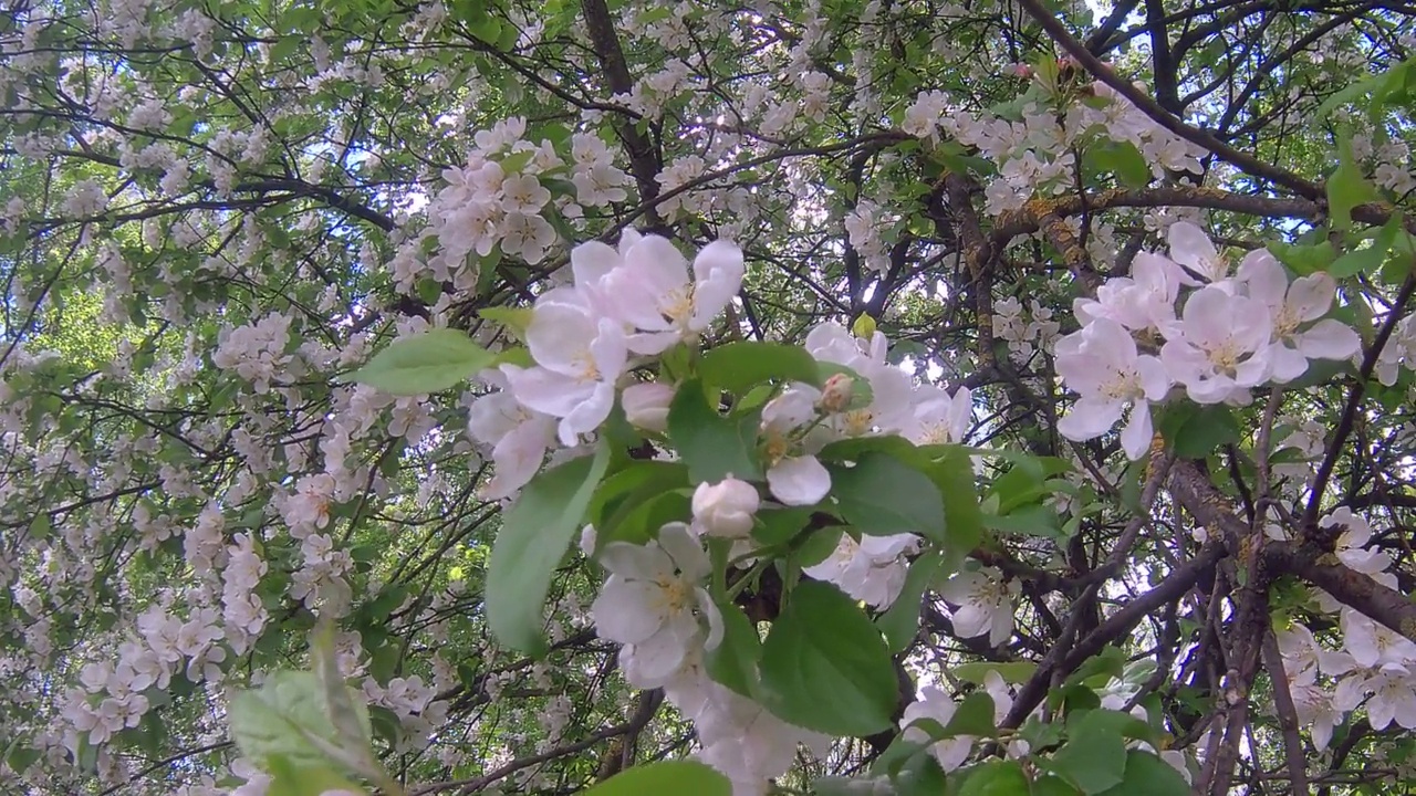 苹果花视频素材