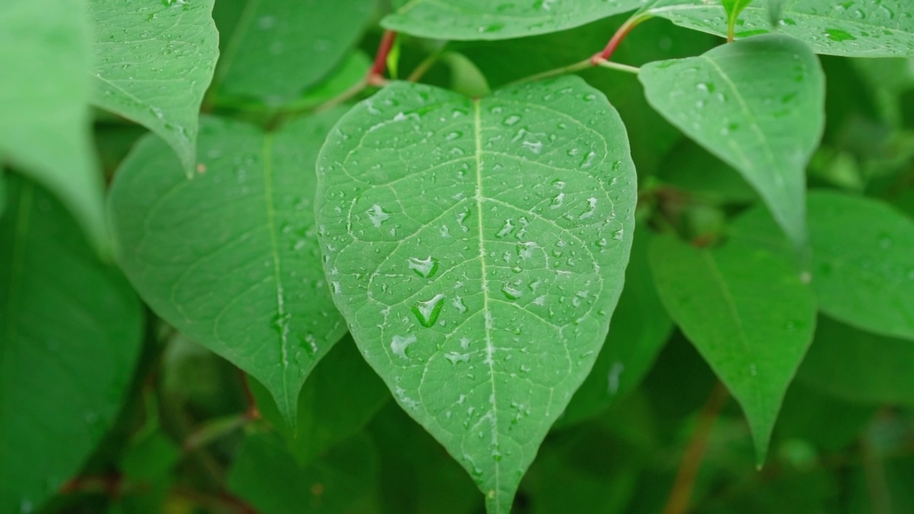 雨水滴在植物叶子上的水滴视频素材