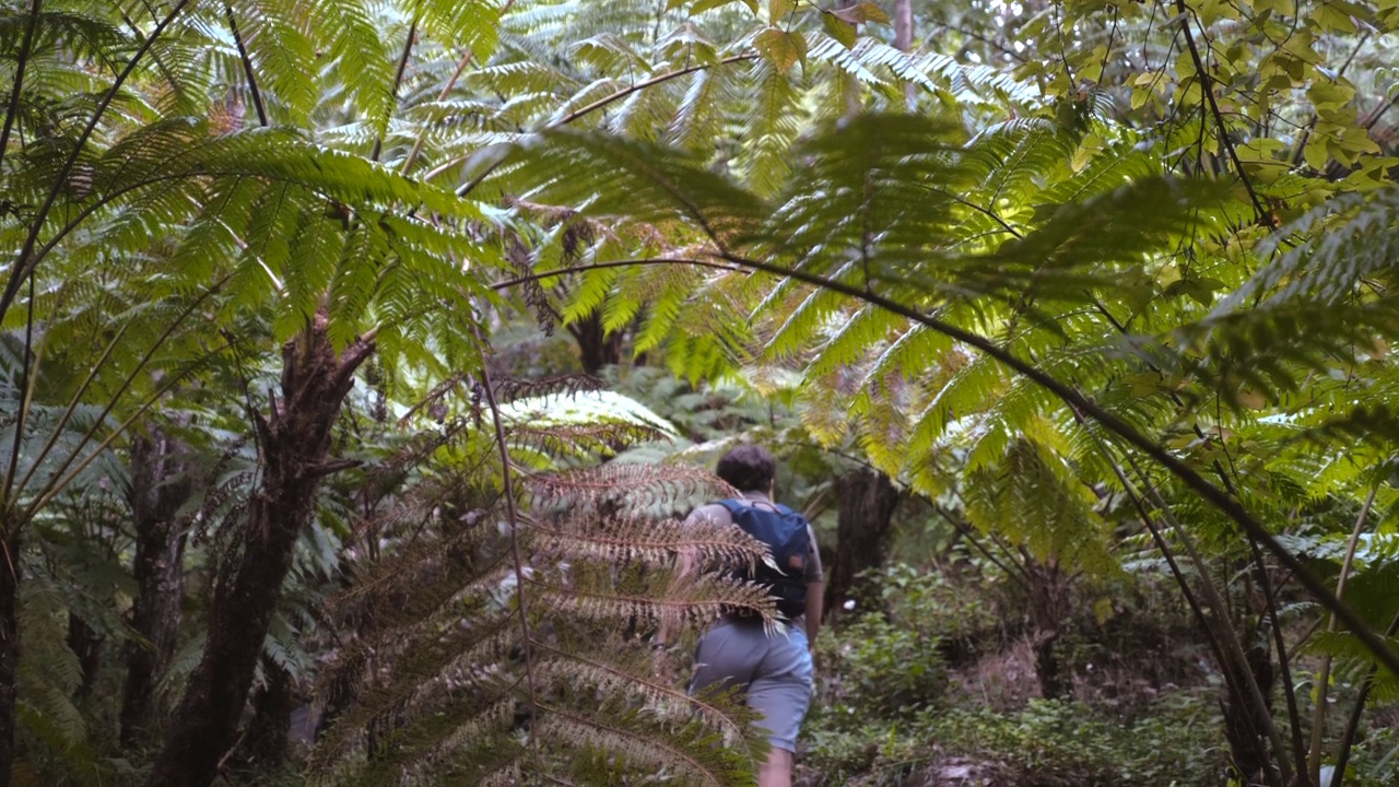 旅游博主或网红在森林中漫步。年轻人背着双肩包走在热带茂密的森林小路上。生态旅游的概念视频素材