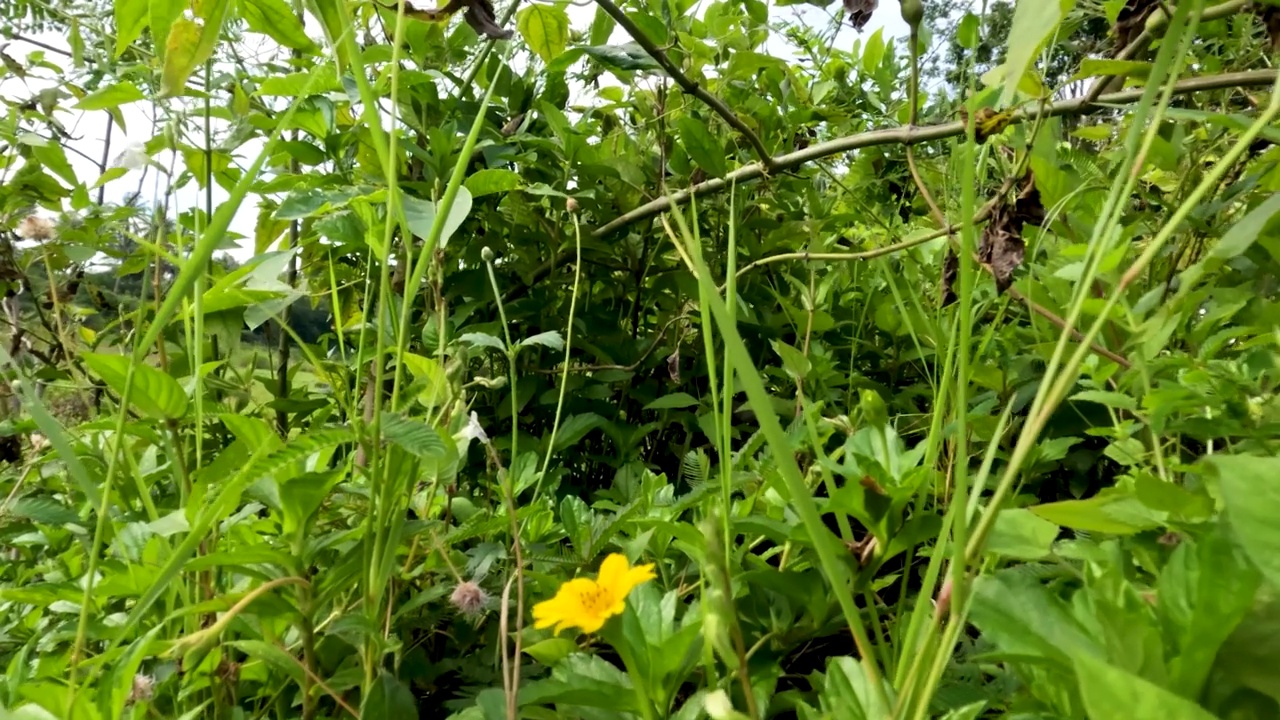 一种蔓生的毛茛植物，野生地生长在河岸上，它的小绿叶和黄色的花视频素材