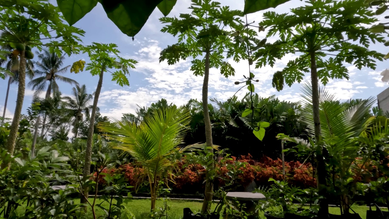 在院子里种植木瓜或木瓜等植物，作园林装饰视频素材