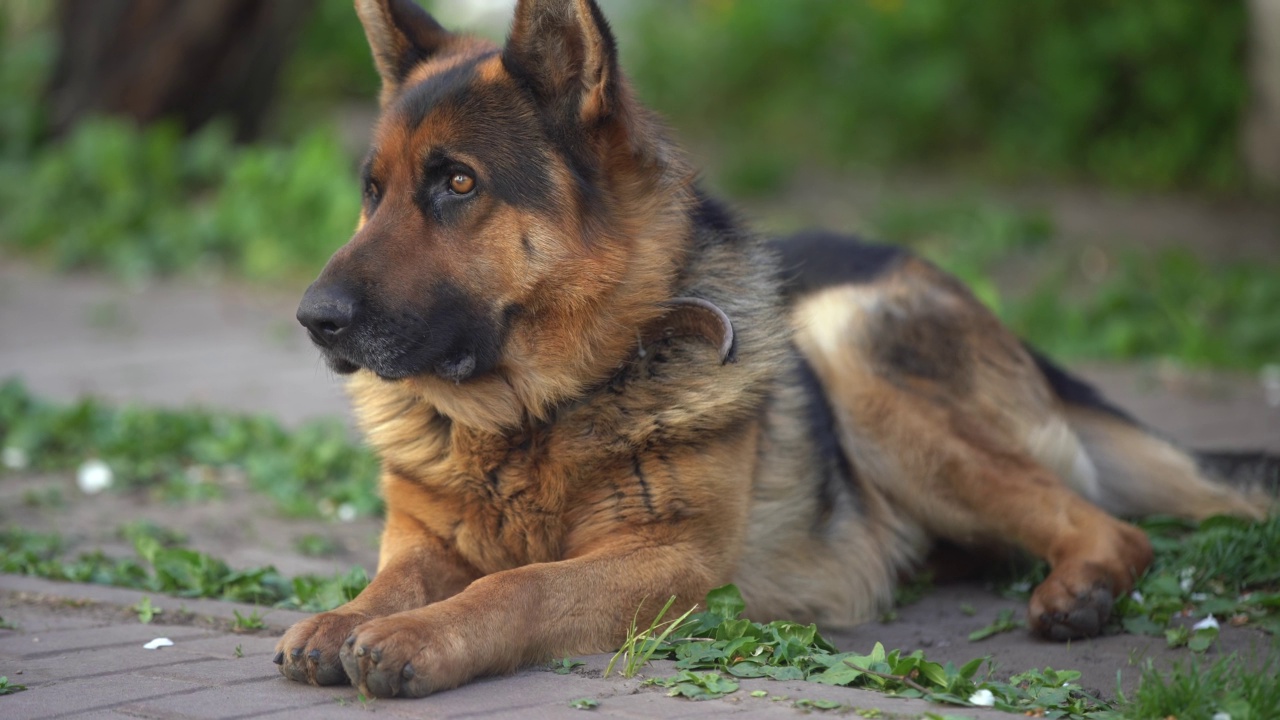 美丽的德国牧羊犬，聪明，容易训练视频素材