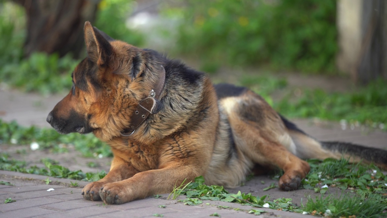 这是一只德国牧羊犬的特写镜头，它有着聪明的眼睛和突出的舌头。视频素材