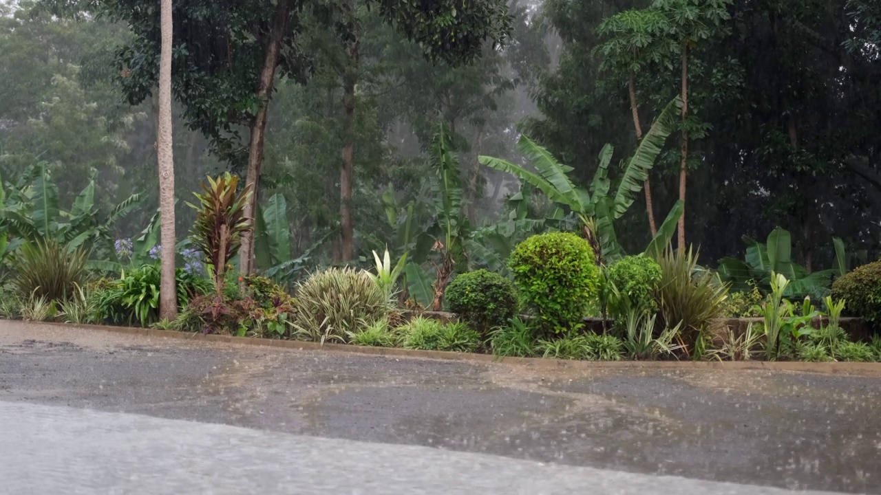 大雨在棕榈树和当地植物的映衬下，把大滴大滴地洒在柏油路上视频素材