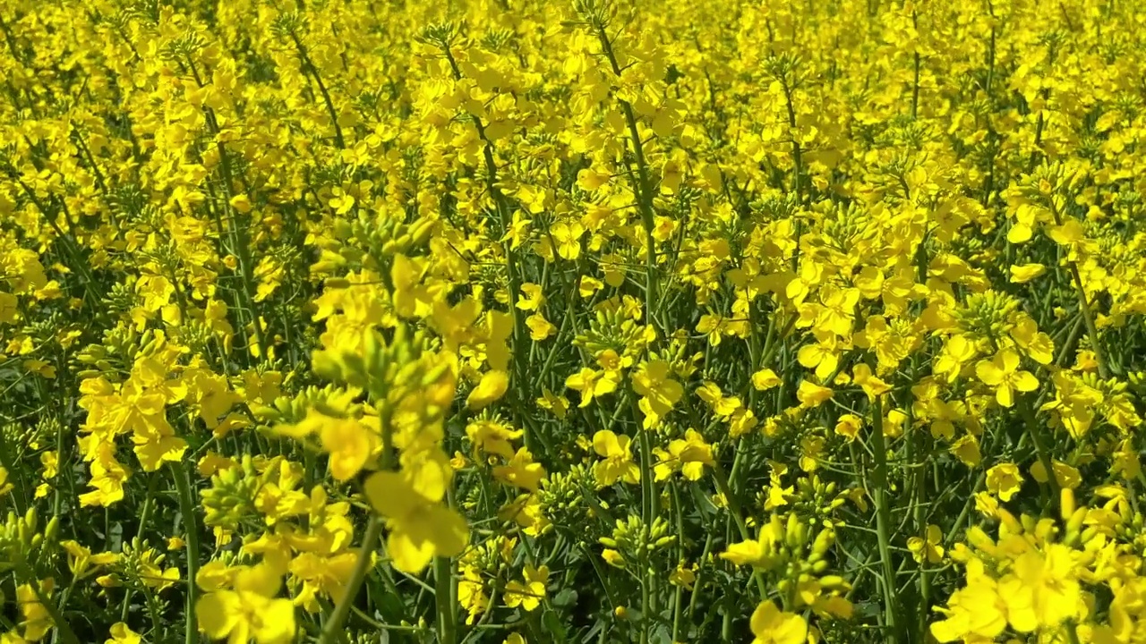 一片盛开着黄色油菜花的美丽田野视频素材