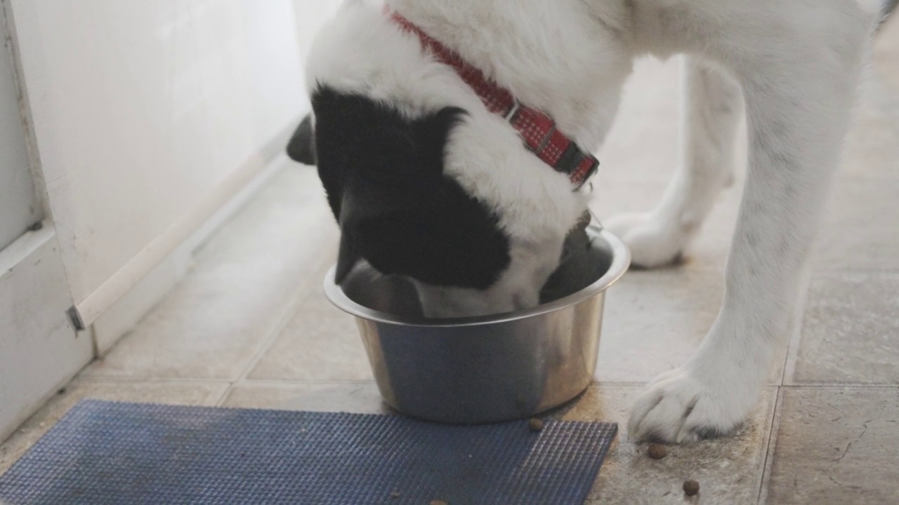 边境牧羊犬从狗碗里吃饼干视频素材