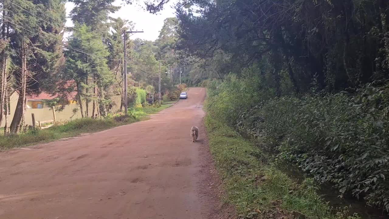 白色和灰色的毛茸茸的狗走在一条风景优美的土路上视频下载