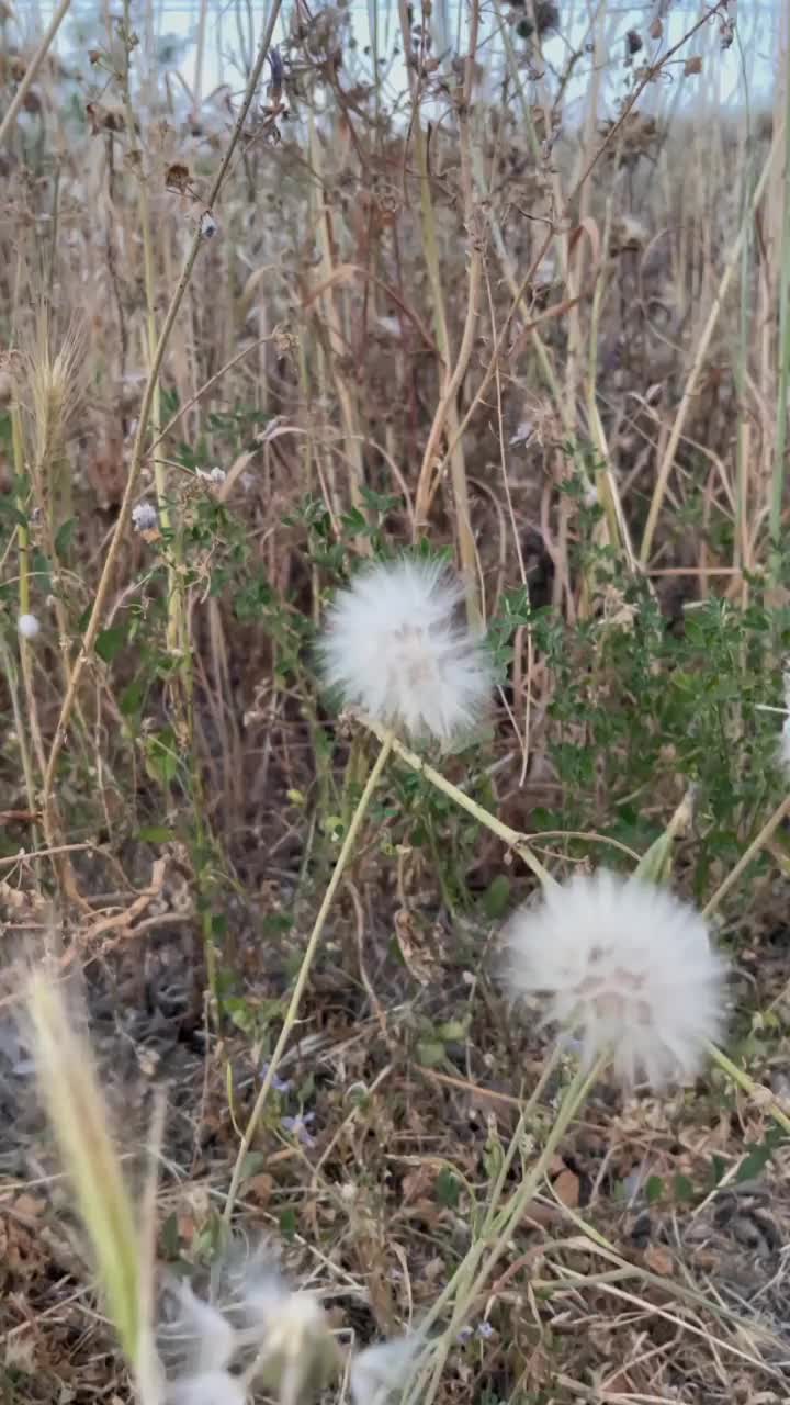 蒲公英在字段视频素材