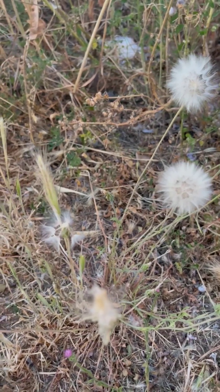 田野上的蒲公英视频素材