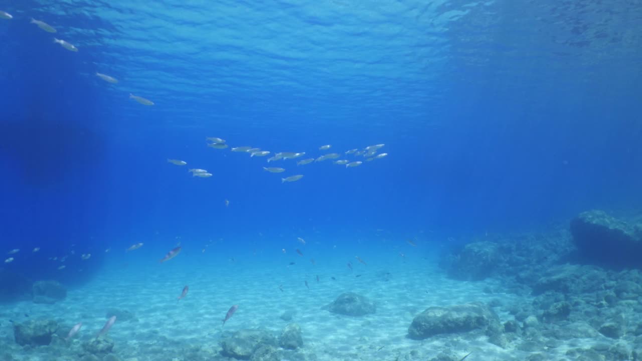 地中海海底鱼景，鲷鱼海景，水下景观，鲷鱼视频素材